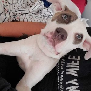 Meet your Posher, Angel